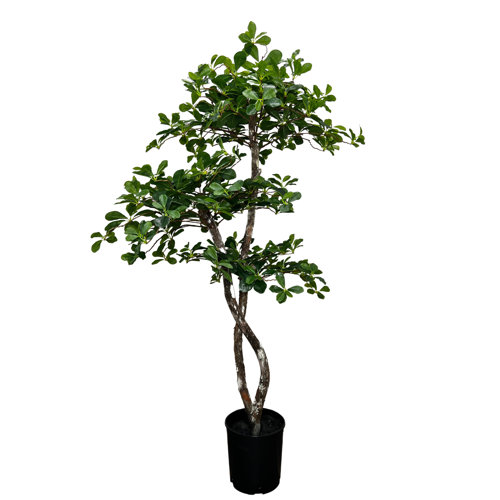 Primrue HandMade Primrue Fresh Italian Black Olive Leaf 5'' Artificial Tree & Reviews Wayfair